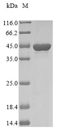 (Tris-Glycine gel) Discontinuous SDS-PAGE (reduced) with 5% enrichment gel and 15% separation gel.