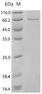 Recombinant Rat Phosphatidylinositol 4,5-bisphosphate 3-kinase catalytic subunit alpha isoform (Pik3ca), part – Figure 1 of 1