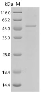 Recombinant Tetraodon nigroviridis N-acetyltaurine hydrolase (pter) – Figure 1 of 1