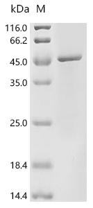 (Tris-Glycine gel) Discontinuous SDS-PAGE (reduced) with 5% enrichment gel and 15% separation gel.