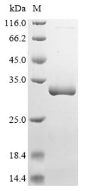 (Tris-Glycine gel) Discontinuous SDS-PAGE (reduced) with 5% enrichment gel and 15% separation gel.