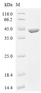 (Tris-Glycine gel) Discontinuous SDS-PAGE (reduced) with 5% enrichment gel and 15% separation gel.
