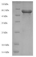 Recombinant Staphylococcus aureus 3-oxoacyl-[acyl-carrier-protein] synthase 2 (fabF) – Figure 1 of 1