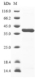 (Tris-Glycine gel) Discontinuous SDS-PAGE (reduced) with 5% enrichment gel and 15% separation gel.