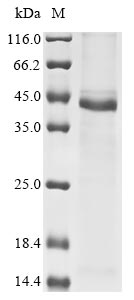 (Tris-Glycine gel) Discontinuous SDS-PAGE (reduced) with 5% enrichment gel and 15% separation gel.