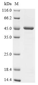 Recombinant Outer membrane protein F (ompF) – Figure 1 of 1