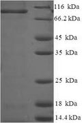 Recombinant Rat Caprin-1 (Caprin1) – Figure 1 of 1