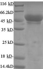Recombinant Mouse Hydroxyacyl-coenzyme A dehydrogenase, mitochondrial (Hadh) – Figure 1 of 1