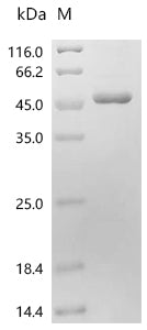 (Tris-Glycine gel) Discontinuous SDS-PAGE (reduced) with 5% enrichment gel and 15% separation gel.