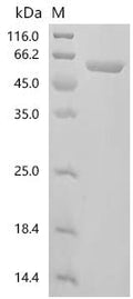 Recombinant Mouse D-3-phosphoglycerate dehydrogenase (Phgdh) – Figure 1 of 1