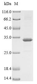 (Tris-Glycine gel) Discontinuous SDS-PAGE (reduced) with 5% enrichment gel and 15% separation gel.