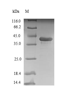 Recombinant Rat Ribosyldihydronicotinamide dehydrogenase [quinone] (Nqo2) – Figure 1 of 1