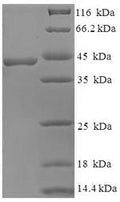 Recombinant Human BEN domain-containing protein 3 (BEND3), partial – Figure 1 of 1