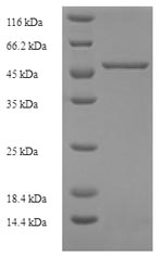 Recombinant Human Kidney mitochondrial carrier protein 1 (SLC25A30) – Figure 1 of 1