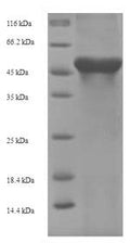 Recombinant Mouse Arginase-1 (Arg1) – Figure 1 of 1