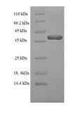 Recombinant Human Dual specificity protein phosphatase 13 isoform MDSP (DUSP13) – Figure 1 of 1