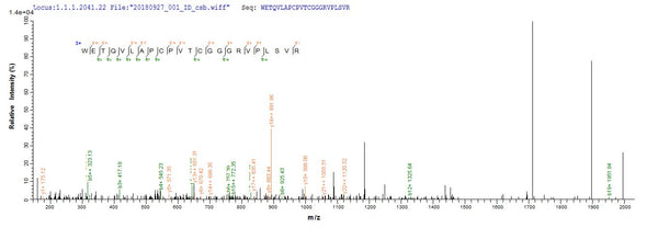 Based on the SEQUEST from database of E.coli host and target protein, the LC-MS/MS Analysis result of CSB-EP745079MO could indicate that this peptide derived from E.coli-expressed Mus musculus (Mouse) Adamts13.