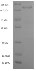 Recombinant Human Leucine-rich repeat neuronal protein 1 (LRRN1), partial – Figure 1 of 1