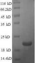 Recombinant Mouse Beta-defensin 14 (Defb14) – Figure 1 of 1