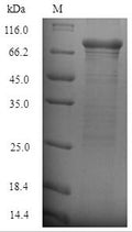 Recombinant Staphylococcus aureus Clumping factor B (clfB), partial – Figure 1 of 1
