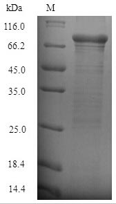 Recombinant Staphylococcus aureus Clumping factor B (clfB), partial – Figure 1 of 1