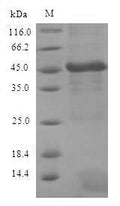 Recombinant Zaire ebolavirus Transcriptional activator VP30 (VP30) – Figure 1 of 1