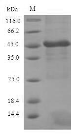 Recombinant Zaire ebolavirus Transcriptional activator VP30 (VP30) – Figure 1 of 1