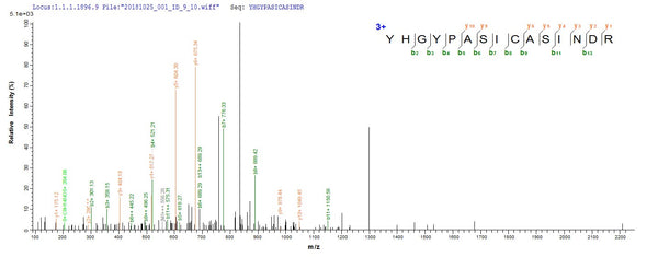Based on the SEQUEST from database of E.coli host and target protein, the LC-MS/MS Analysis result of CSB-EP765906MVZ could indicate that this peptide derived from E.coli-expressed Mycobacterium tuberculosis (strain CDC 1551 / Oshkosh) map-1.