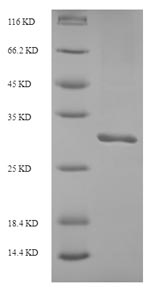 Recombinant Human Inter-alpha-trypsin inhibitor heavy chain H5 (ITIH5), partial – Figure 1 of 1