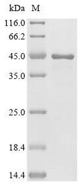 Recombinant Human Induced myeloid leukemia cell differentiation protein Mcl-1(MCL1), partial – Figure 1 of 1