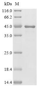 Recombinant Human Induced myeloid leukemia cell differentiation protein Mcl-1(MCL1), partial – Figure 1 of 1