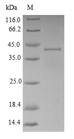 (Tris-Glycine gel) Discontinuous SDS-PAGE (reduced) with 5% enrichment gel and 15% separation gel.