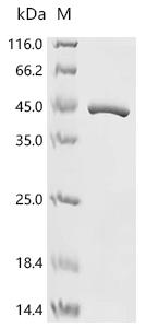 (Tris-Glycine gel) Discontinuous SDS-PAGE (reduced) with 5% enrichment gel and 15% separation gel.
