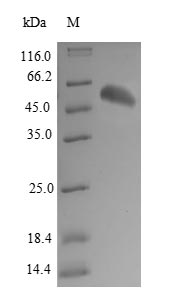 Recombinant Human Valacyclovir hydrolase (BPHL) – Figure 1 of 1