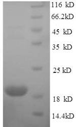 Recombinant Mouse Interferon epsilon (Ifne) – Figure 1 of 1
