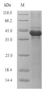 Recombinant Klebsiella oxytoca Carbapenem-hydrolyzing beta-lactamase KPC (bla) – Figure 1 of 1