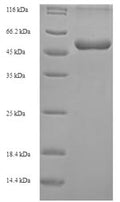 Recombinant Mouse Abhydrolase domain-containing protein 11 (Abhd11) – Figure 1 of 1