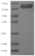 Recombinant Mouse Hydroxymethylglutaryl-CoA synthase, Cytoplasmic (Hmgcs1) – Figure 1 of 1