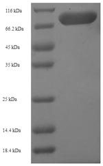 Recombinant Mouse Hydroxymethylglutaryl-CoA synthase, Cytoplasmic (Hmgcs1) – Figure 1 of 1