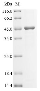 Recombinant Mouse Matrix metalloproteinase-21 (Mmp21) – Figure 1 of 1