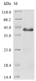 (Tris-Glycine gel) Discontinuous SDS-PAGE (reduced) with 5% enrichment gel and 15% separation gel.