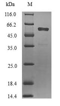 Recombinant Human Fibronectin type 3 and ankyrin repeat domains protein 1 (FANK1) – Figure 1 of 1