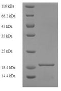 Recombinant Human CMRF35-like molecule 1 (CD300LF), partial – Figure 1 of 1