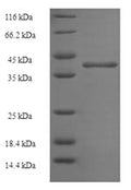 Recombinant Human N (6)-adenine-specific DNA methyltransferase 2 (N6AMT2) – Figure 1 of 1