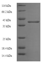 Recombinant Human N (6)-adenine-specific DNA methyltransferase 2 (N6AMT2) – Figure 1 of 1