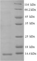 Recombinant Macaca mulatta C-X-C motif chemokine 10 (CXCL10) – Figure 1 of 1