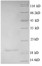 Recombinant Human Uncharacterized protein C4orf3 (C4orf3), partial – Figure 1 of 1