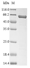 Recombinant Mouse Serine protease inhibitor A3N (Serpina3n) – Figure 1 of 1