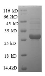 Recombinant Human U7 snRNA-associated Sm-like protein LSm10 (LSM10) – Figure 1 of 1
