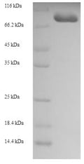 Recombinant Human Unconventional myosin-XIX (MYO19) – Figure 1 of 1